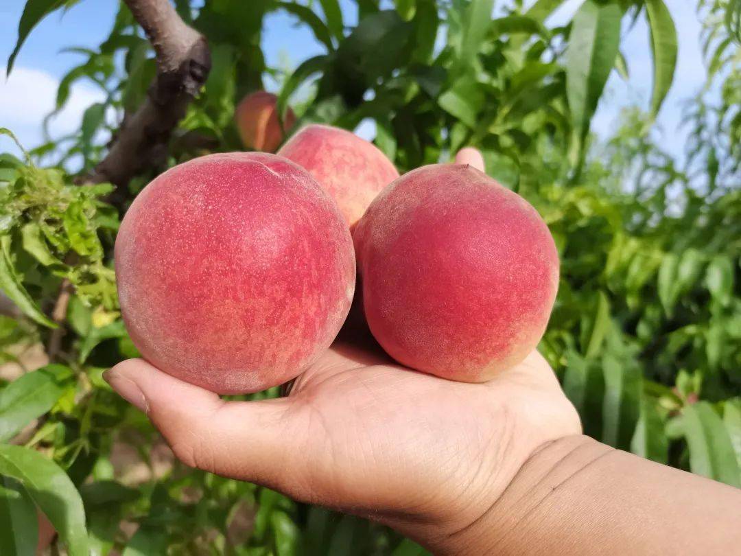 一口爆汁陕西水蜜桃成熟了桃园现摘现发259元箱包邮香甜可口现摘现发