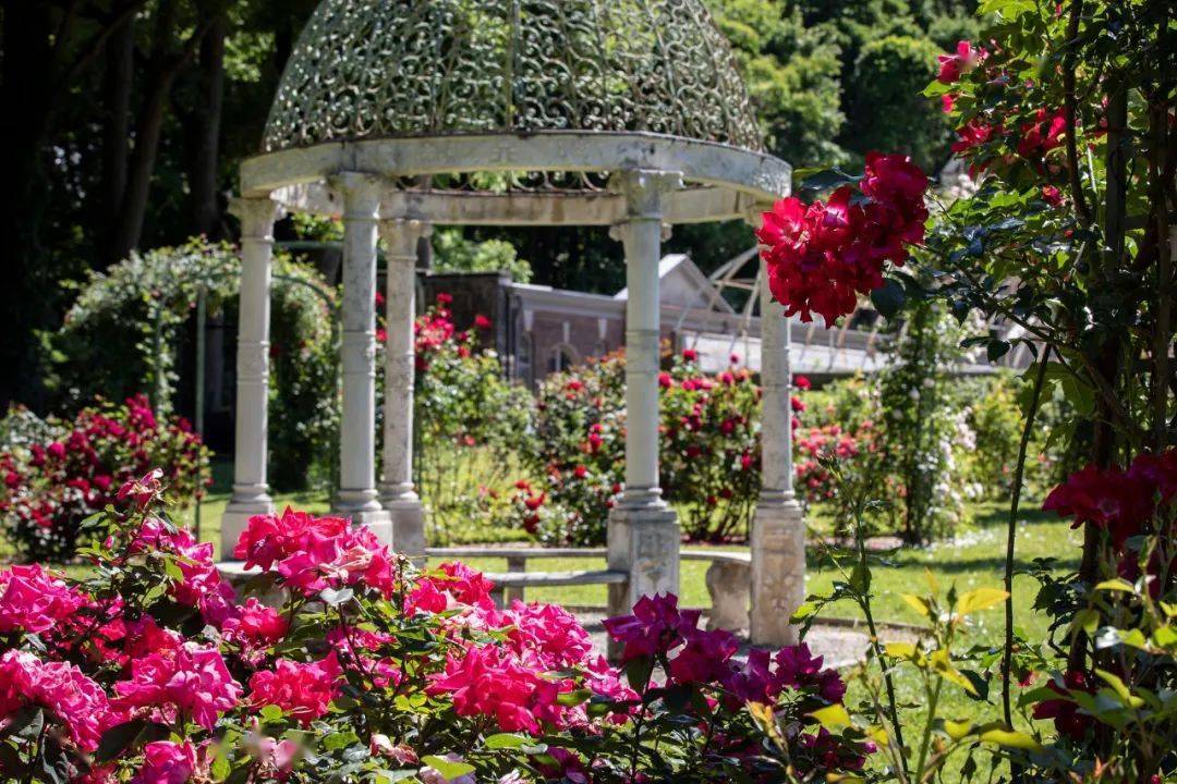 玫瑰季来啦纽约周边8大浪漫玫瑰花园盘点