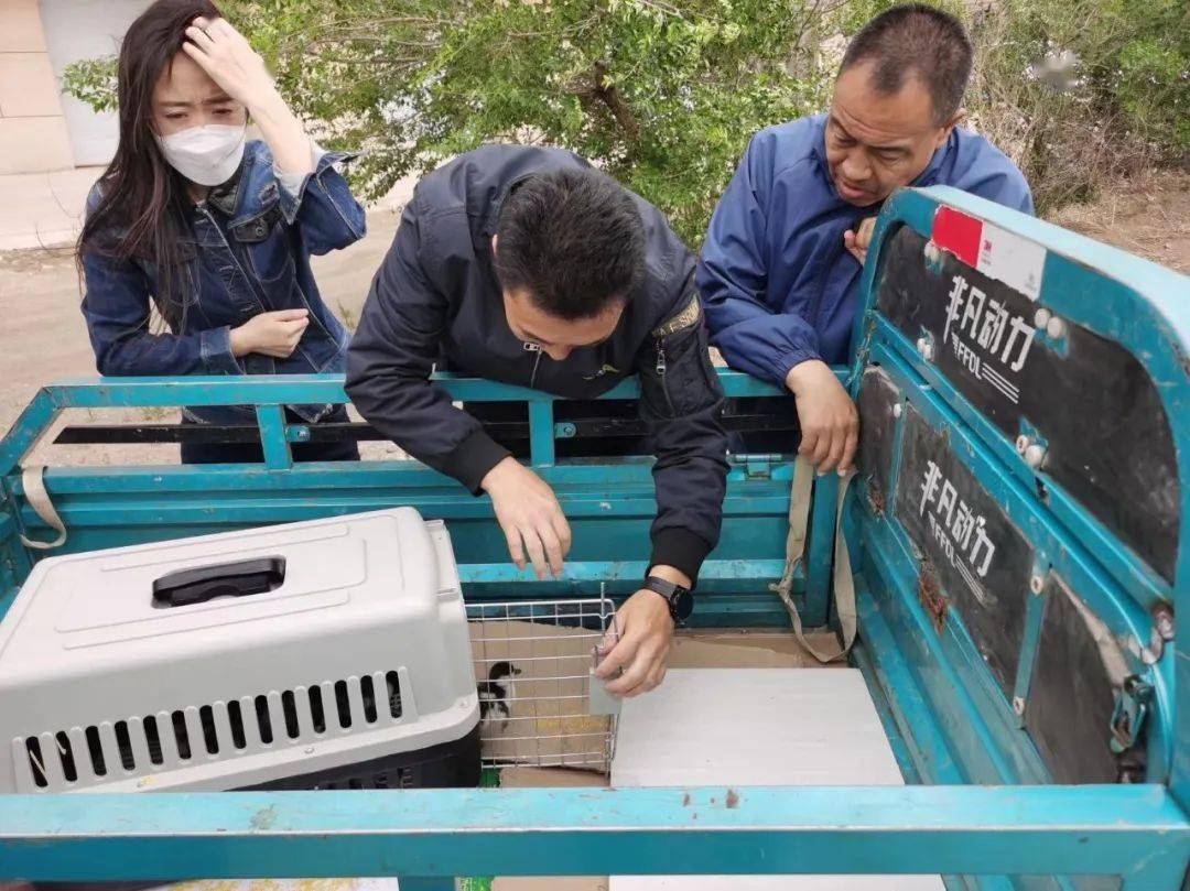 新右旗公安局救助11只小野鸭