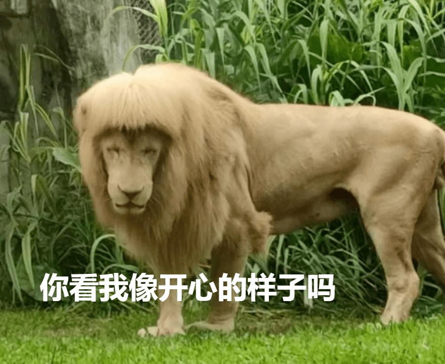 齐刘海狮子火上热搜，羡慕它每天都有新发型……