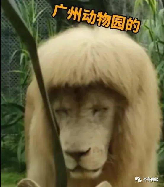 齐刘海狮子火上热搜，羡慕它每天都有新发型……