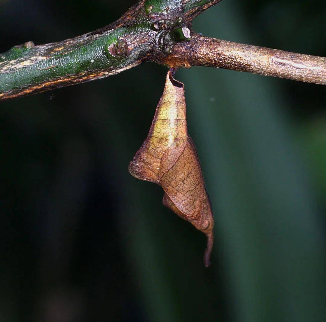 长成后的网丝蛱蝶,翅膀展平,和叶脉交融在一起,是防备天敌对它伤害