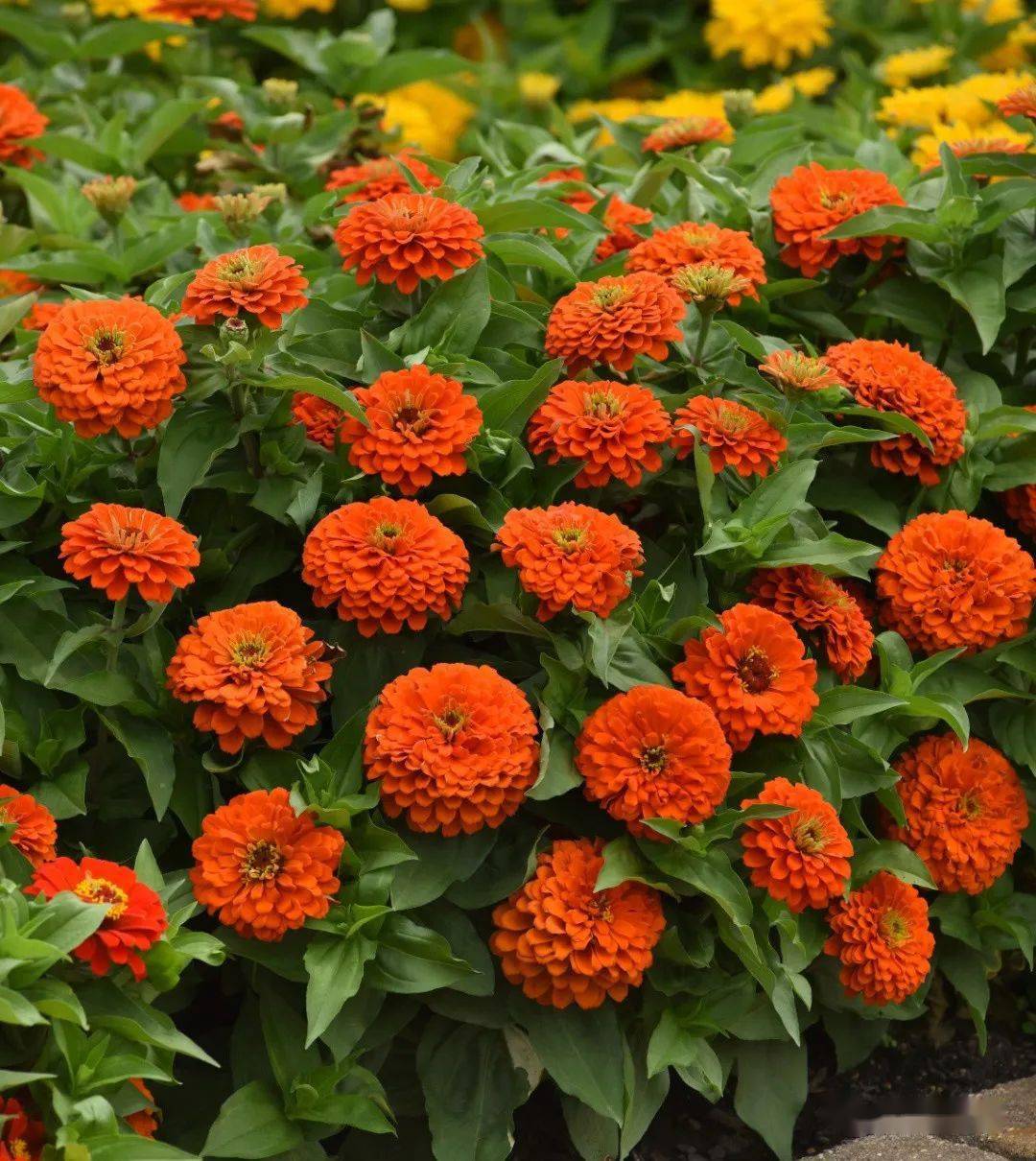 市场唯一真正重瓣的丰花类型百日草系列,抗病性佳;株高:40-50厘米