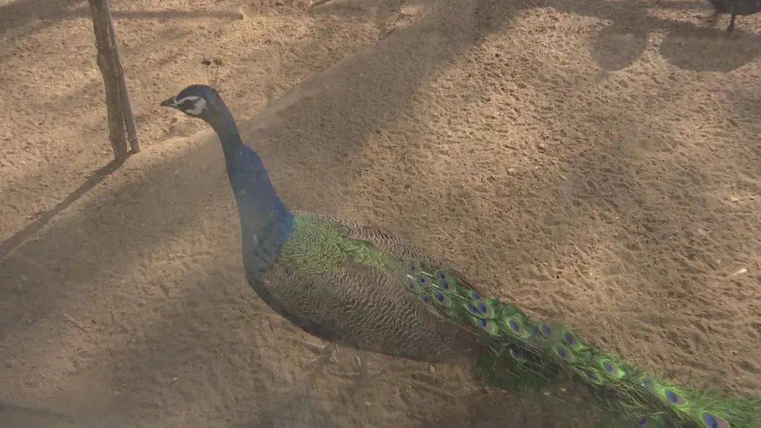 旅行笔记定州东胜生态动物园——定州伊利工业园此外,还可以前往