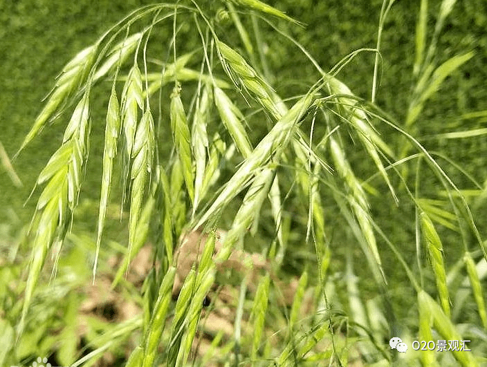 禾本科杂草有哪些_叶舌_外稃_叶鞘
