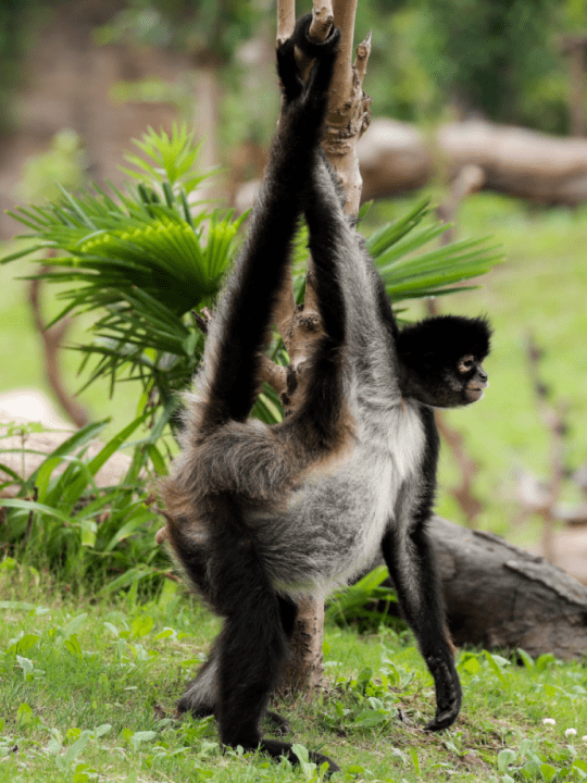 嘟嘟黑掌蜘蛛猴家族中的美少女