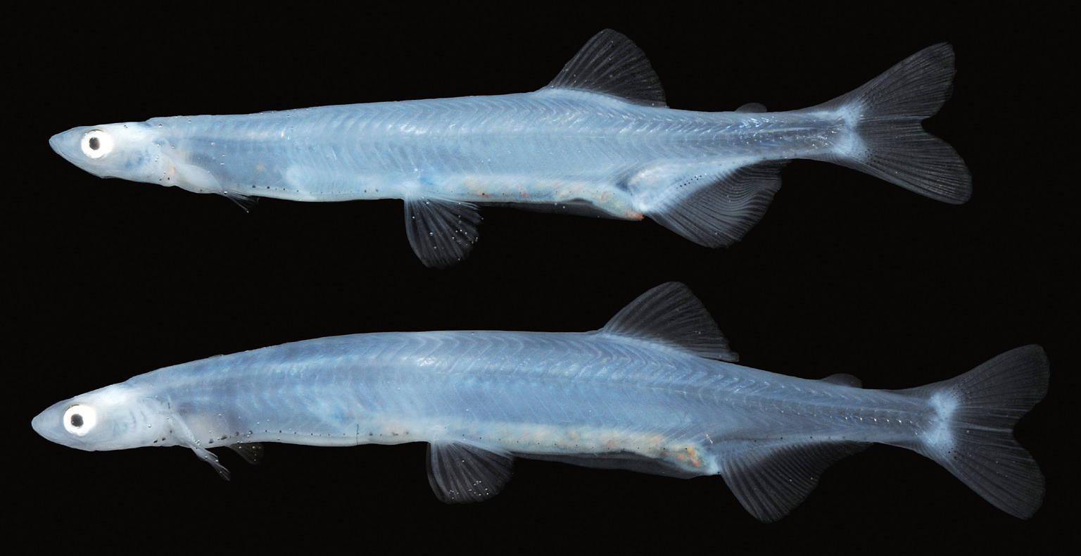 巢湖毛刀鱼多到失控一年可捞15万吨长江禁渔一举两得