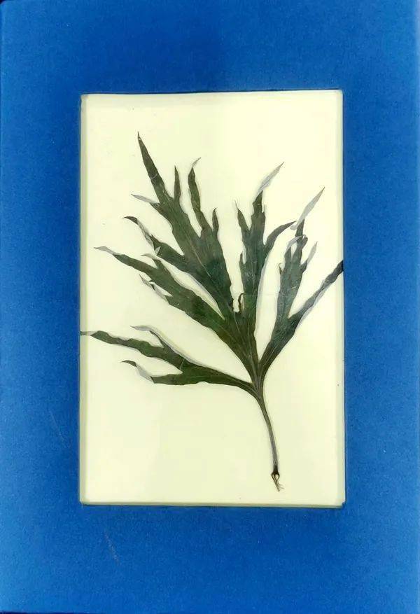 二年级的"小小科学家",用艾草制作标本.