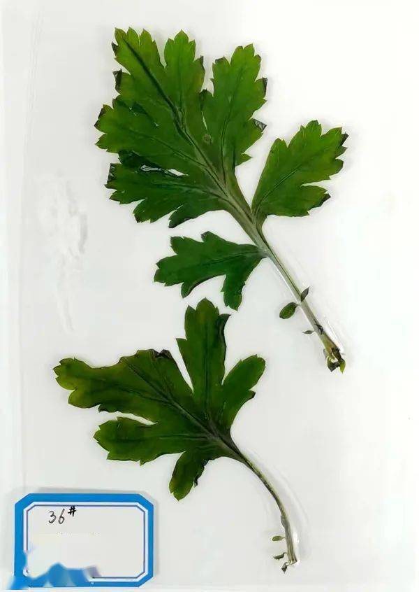 二年级的"小小科学家",用艾草制作标本.