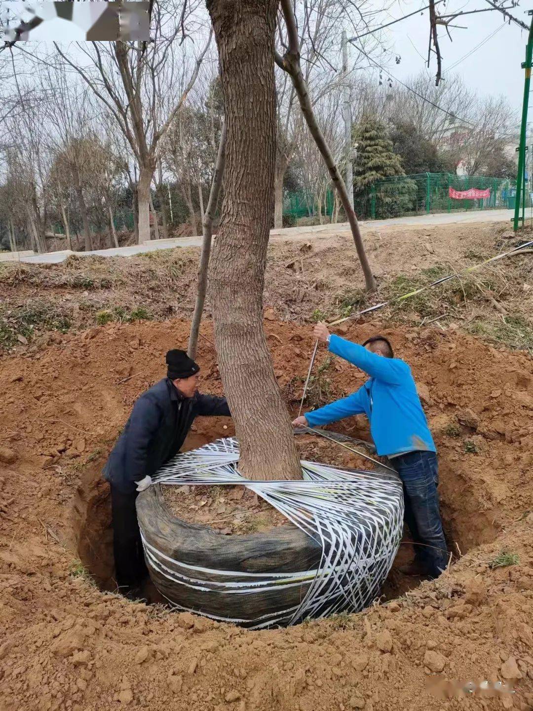 园林绿化中常用的景观树_大树_移植_树木