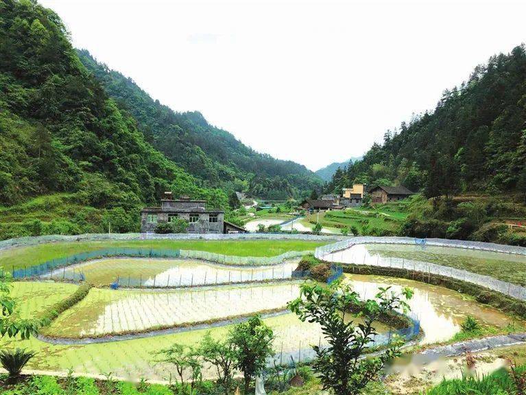 【"一村一品"看黔江】白土乡金塘村:产业发展"对路子" 鼓起村民"钱袋