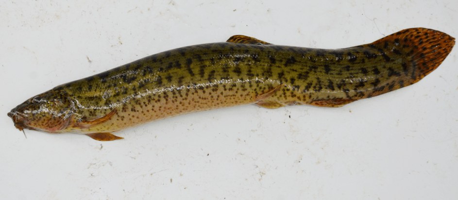 01物种学名:镜鲤别名或俗名:散鳞镜鲤,三道鳞,铁背鱼原产地:欧洲主要