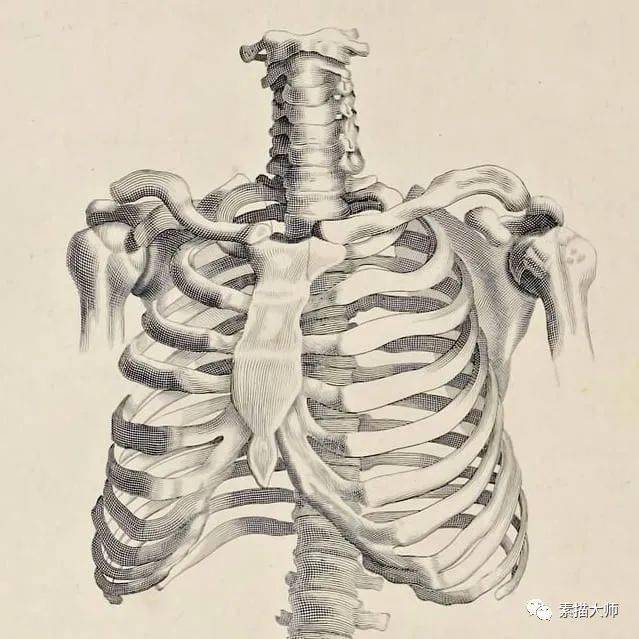 人体解剖素描参赛图图片