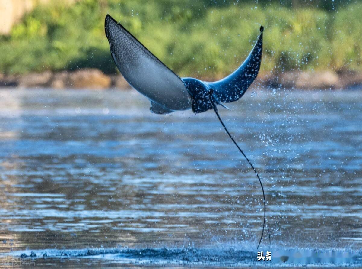 澳大利亚惊现罕见鳐鱼摄影师幸运拍下鳐鱼跳出水面