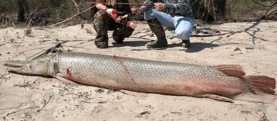 01物种学名:镜鲤别名或俗名:散鳞镜鲤,三道鳞,铁背鱼原产地:欧洲主要