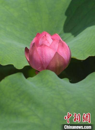 杭州西湖荷花迎夏生长