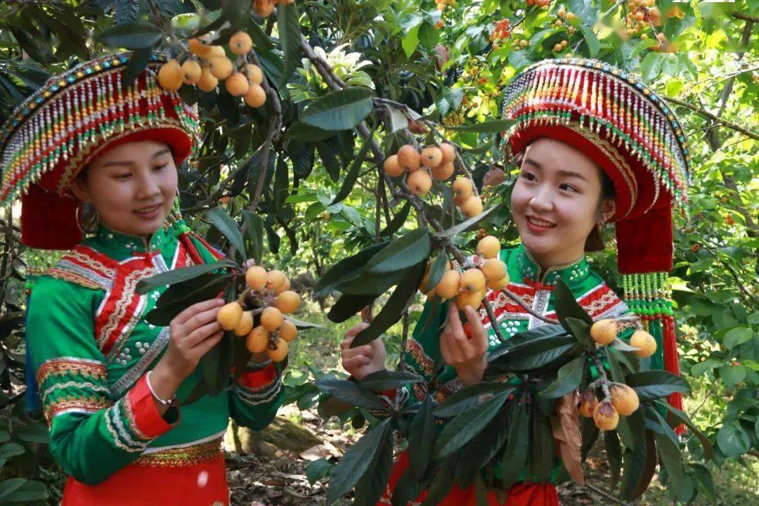 德昌高丰村安宁河畔枇杷香