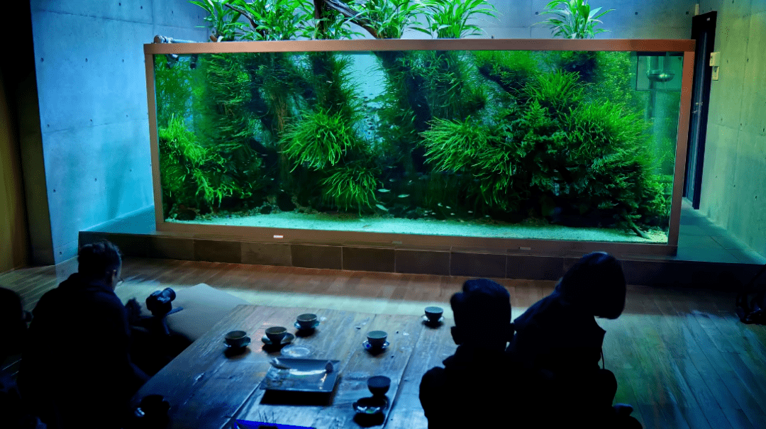 天野尚家4米大缸过滤系统/开缸22年了,40米大缸的过滤系统和维护/7年