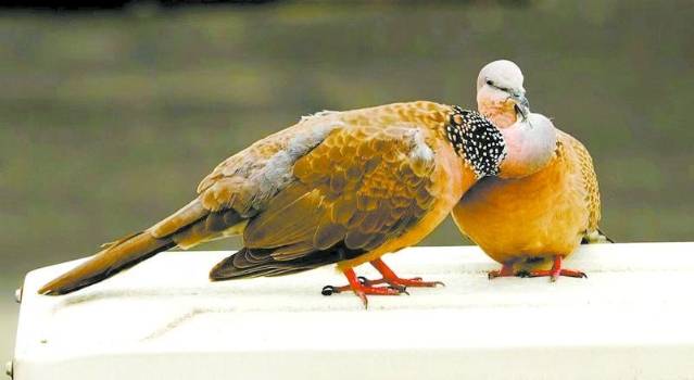 斑鳩,學名:珠頸斑鳩.本地人叫它鵓鴣,或野鴿子.