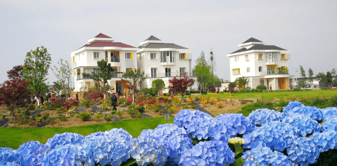 海宁花卉产业"联网"走出璀璨共富路_陈伟达_天明_发展