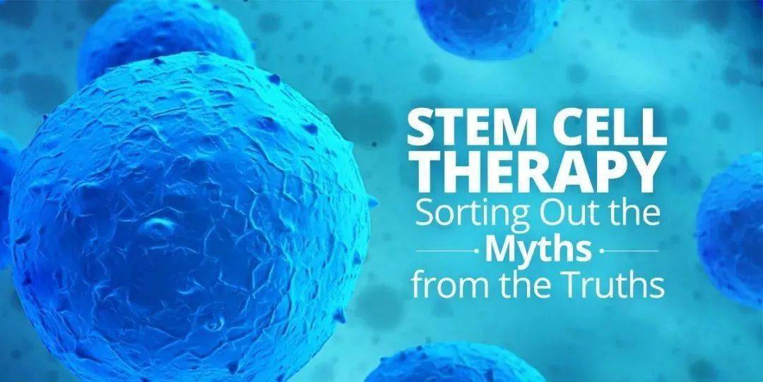 干细胞和免疫细胞有何异同?_造血_人体_研究