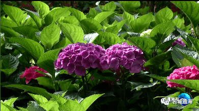 秀山繡球盛開 花期將持續一夏_公園_顏色_遊客