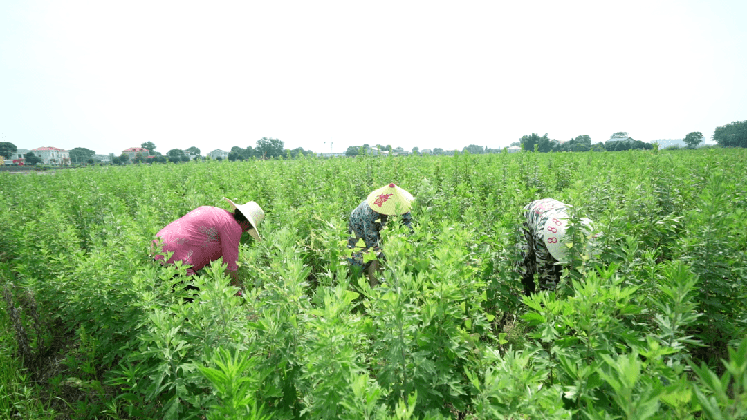 每年的端午节前后是艾叶采摘的最佳季节