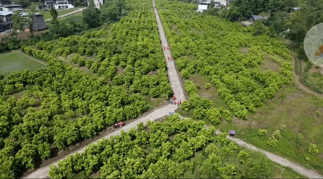 党旗引航振兴路先锋托举共富梦开江县一村一点位带动乡村振兴