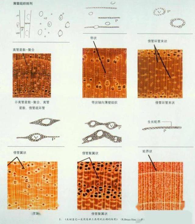 识木基本功:木材管孔分类及横、径、弦切面的特点_搜狐网