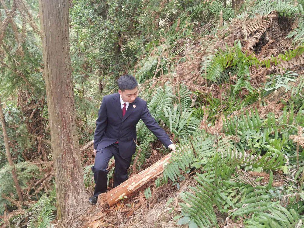 超期砍伐,认购碳汇获得司法确认