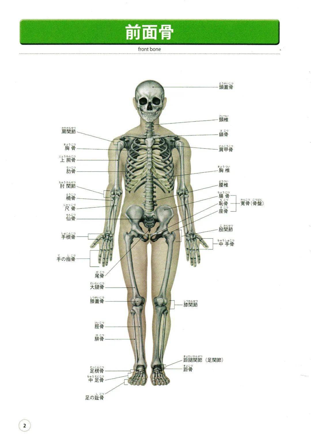 绘画参考集●透视骨骼和肌肉●人体美术解剖图