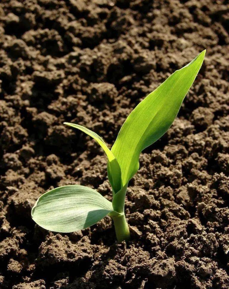 松手掉落在地上能够自然散开)最有利于玉米种子的发芽和出苗,如果我们