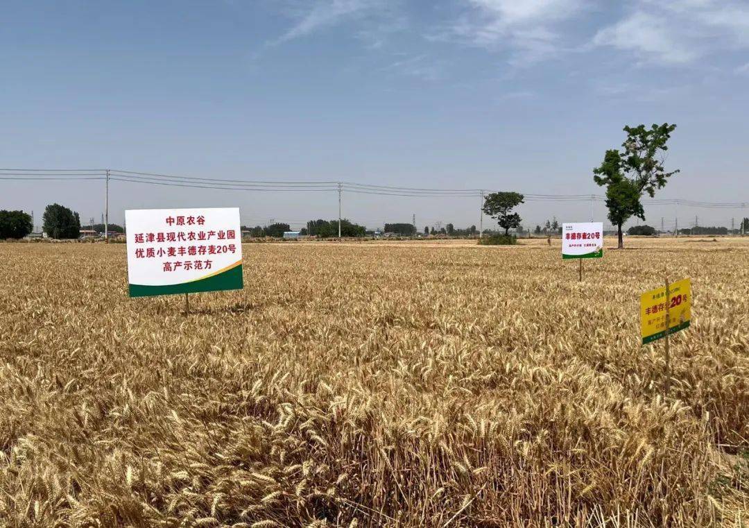 对我县通郭村"丰德存麦20号"千亩丰产方,小仲村"郑麦136"绿色高效万亩