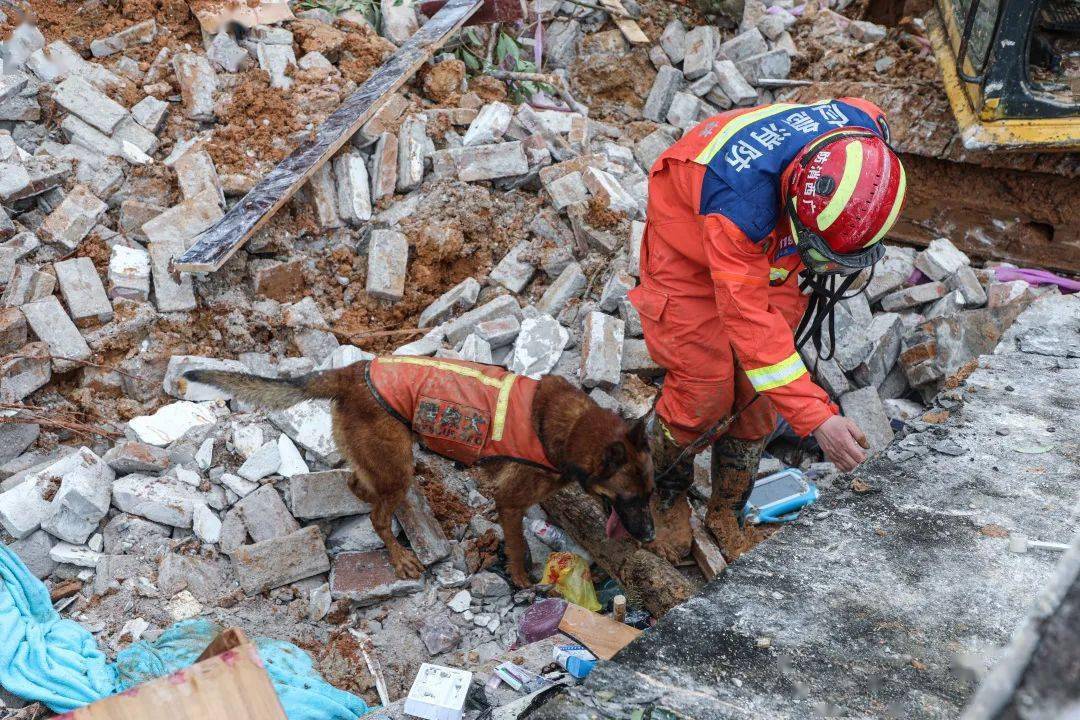 暴雨救援搜救犬v8立功了
