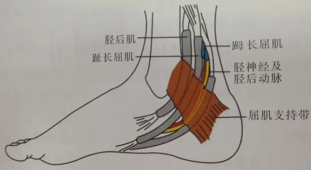 脚后跟图解结构图图片