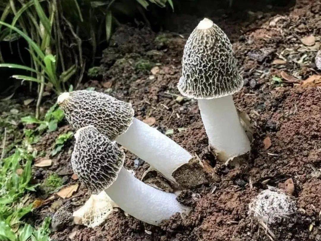 夏日竹荪汤为你们打call