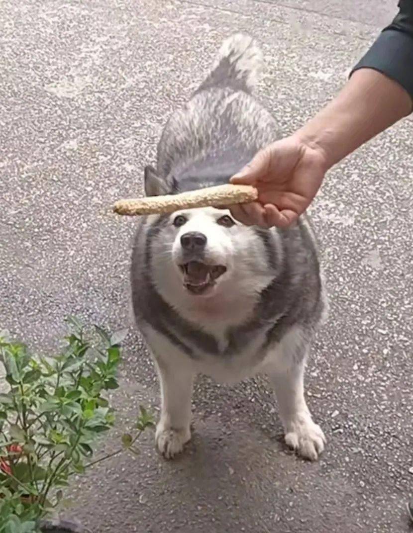 抖音最痴情舔狗火了连吃819天烧饼人送外号饼太郎