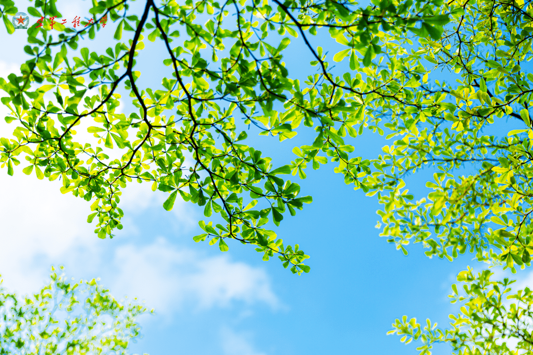 赶快关注"印象空工大"微信公众号平台回复"ppt模板"即可获得ppt模板和