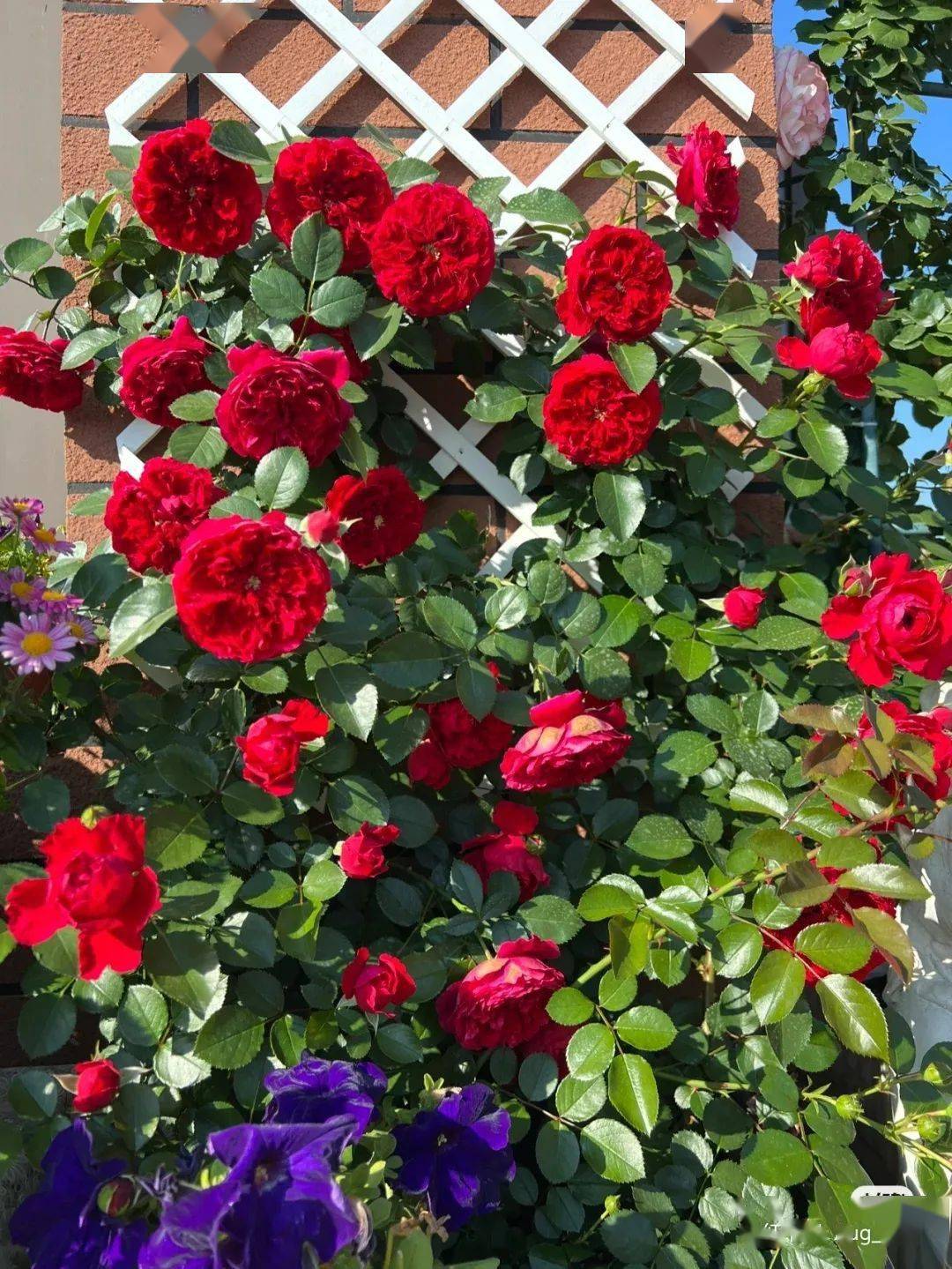 多季节重复开花, 是一款非常接近甚至是超越红色龙沙宝石的藤本月季