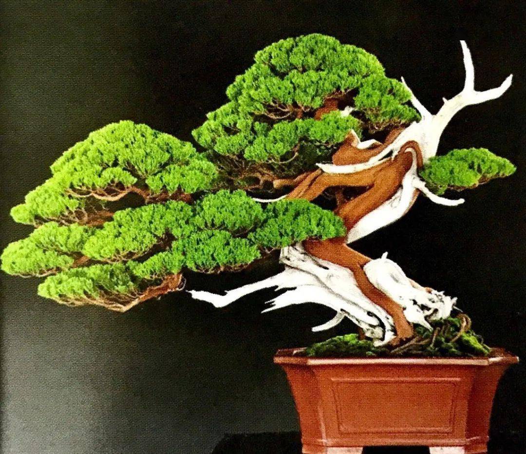 一把修剪刀一株圆柏就可玩一把舍利干盆景