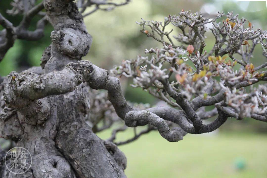 史前植物,十分珍贵的盆景品种_作品_cm_象牙