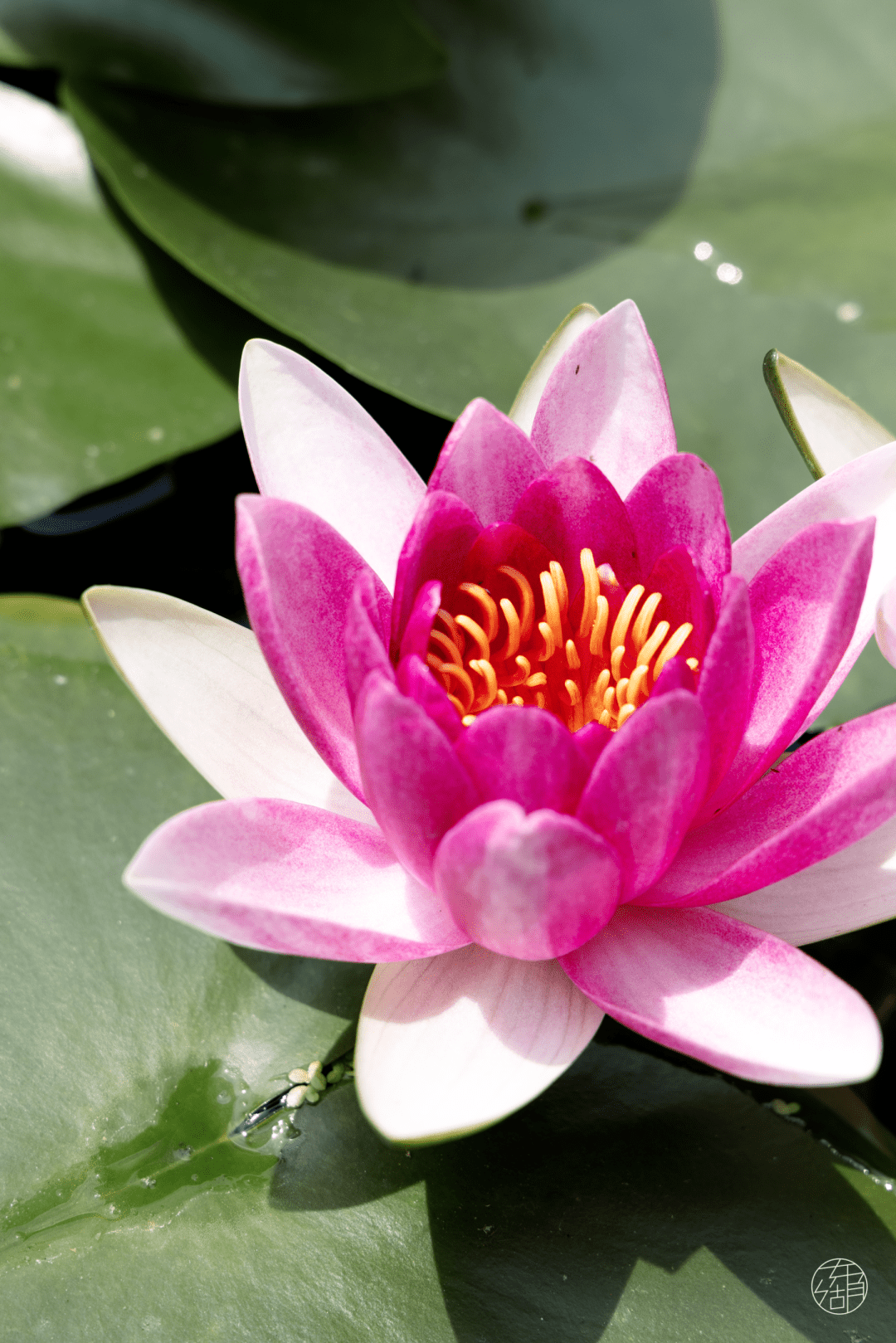 各种颜色的花朵争奇斗艳,将睡莲池染成一个巨大的调色盘,为植物园的