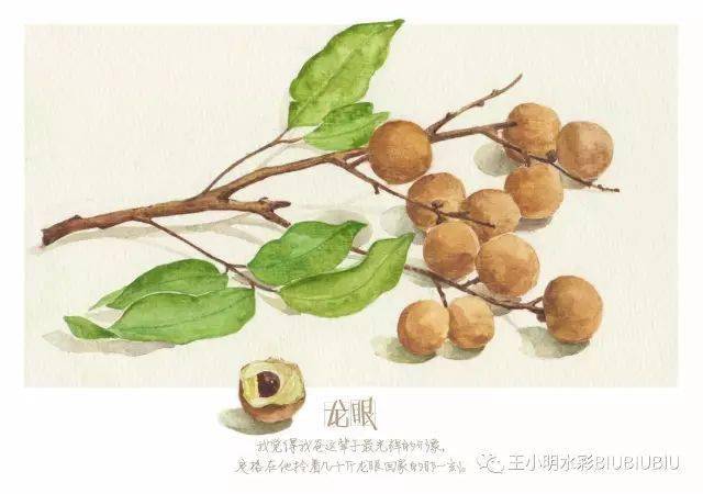 水彩龙眼配学期班级步骤图