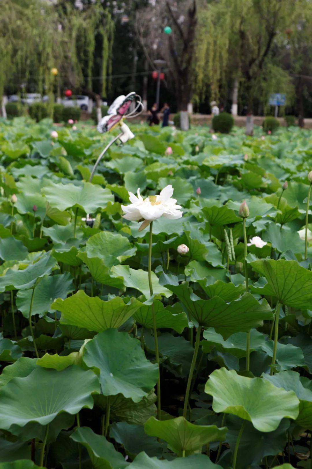 漫步咸阳湖,赏夏日"荷"韵~_赏荷_荷花_渭滨公园