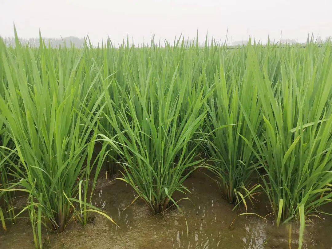 水稻返青分蘖期管理秘诀,什么时候晒田最佳?_筒状_稻苗_叶片