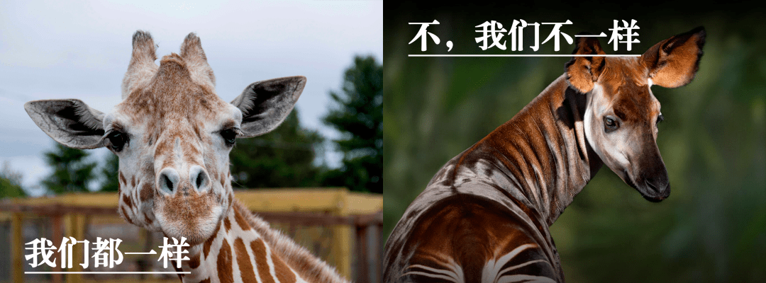 长颈鹿_心脏_基因