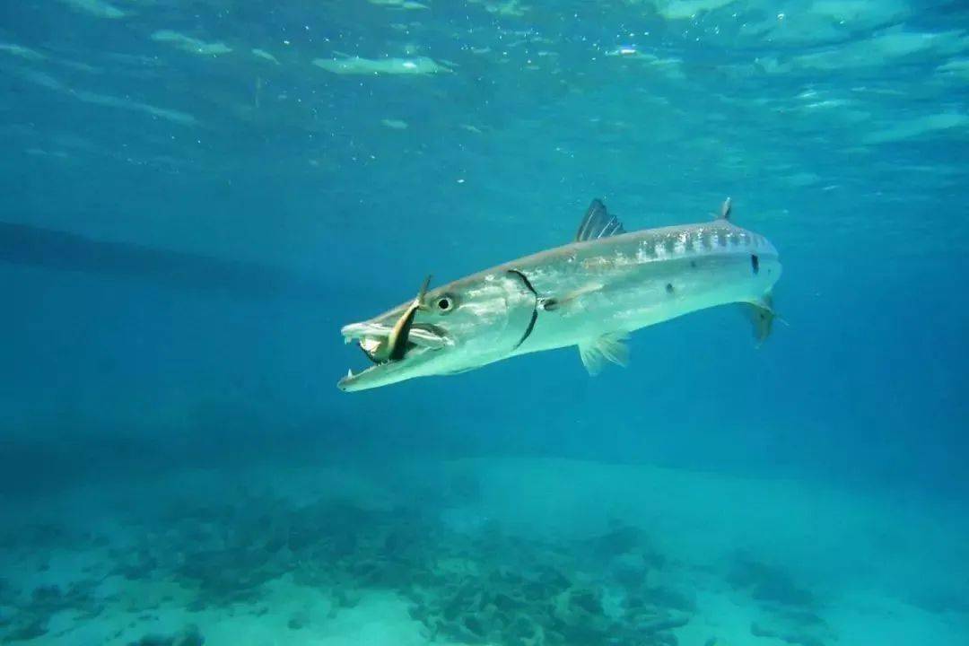 神奇動物在海洋三十三梭魚海洋中最團結的海狼軍團