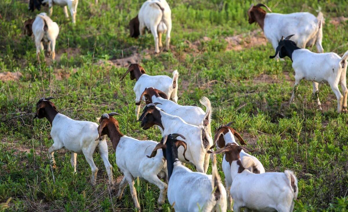 羊圈_农作物_场所