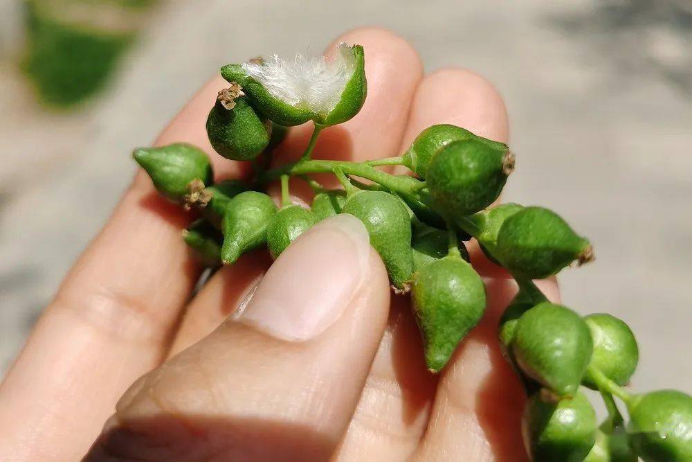 我的秘密基地|广阳谷之乔木2_毛白杨_树皮_七叶树