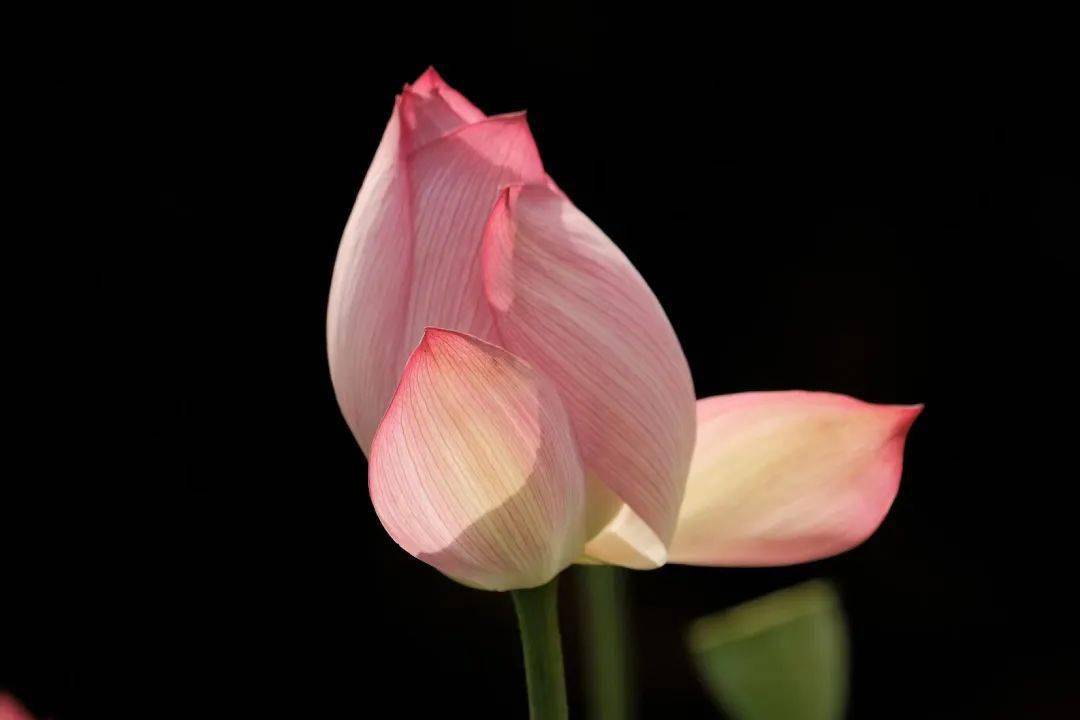 叮咚你有新的荷花头像可以换了